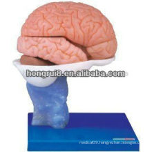 Advanced human anatomical model plastic brain